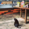 A black cat sitting on the floor or a salon