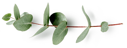 A branch of bay leaves